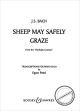 Titelbild für BH 28057 - SCHAFE KOENNEN SICHER WEIDEN BWV 208